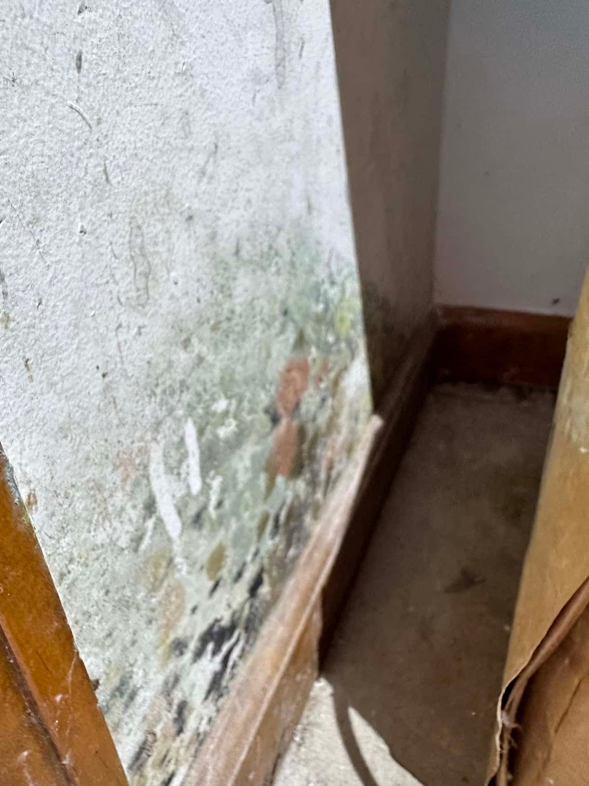 Mold growth spreading along the bottom of a painted wall beside a baseboard