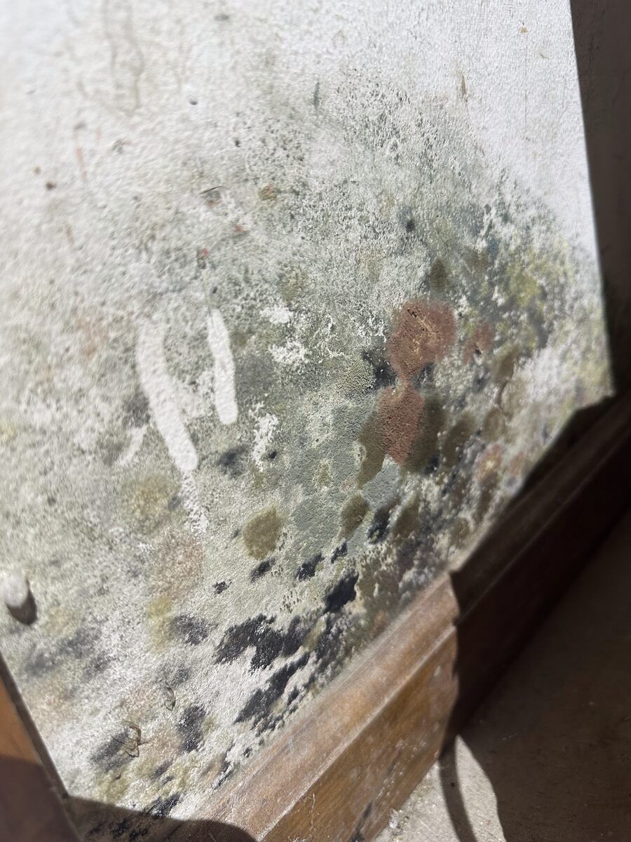 Close-up of mold colonies on a painted wall above a baseboard