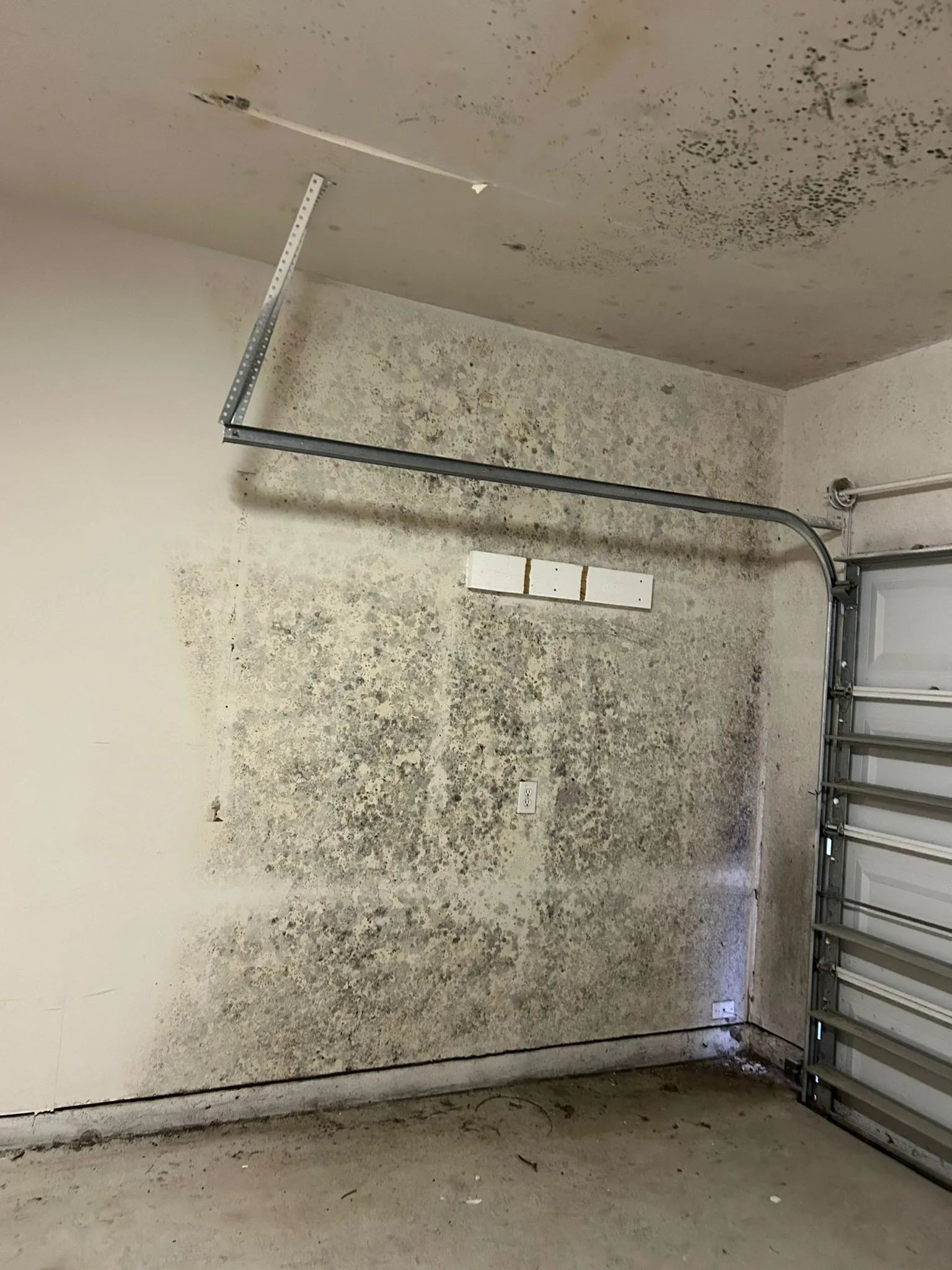 Widespread mold growth on a garage wall and ceiling